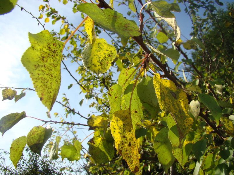 Sviluppo vegetale dell'' albicocco Prunus armeniaca